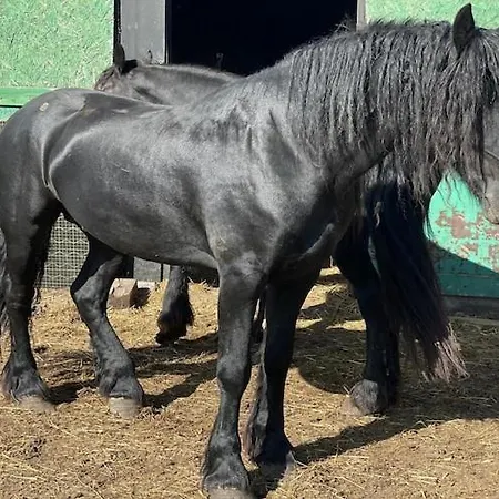 With Sauna And Whirlpool بيت للعطل Lubin (West Pomeranian)